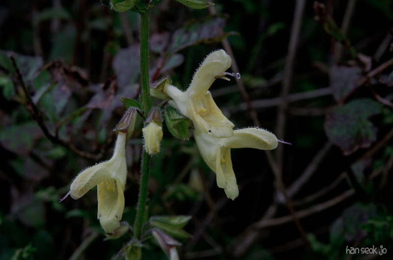 DSC_3464.jpg
