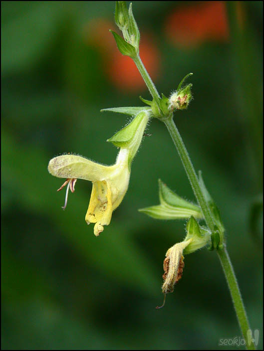 DSCN1380.jpg