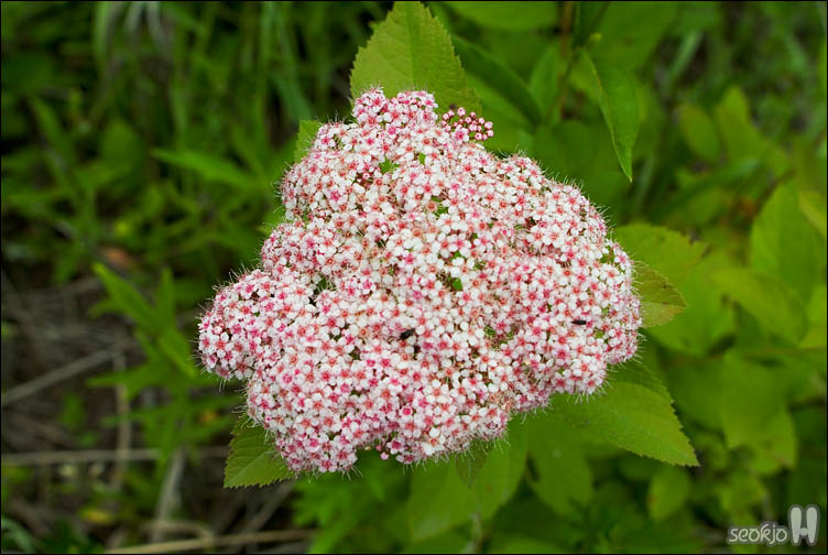 DSCF9564.jpg