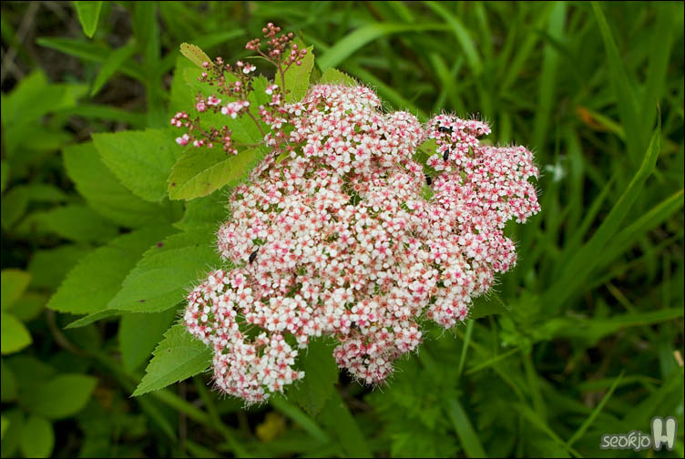 DSCF9566.jpg