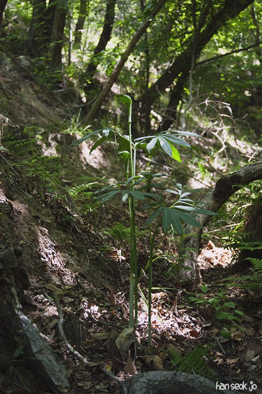 HSJ_5096.jpg