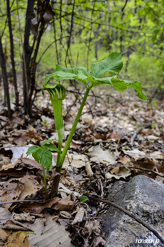 DSC_2127.jpg