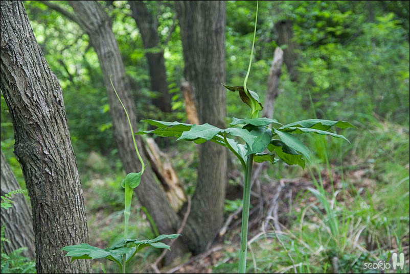 DSCF3996.jpg