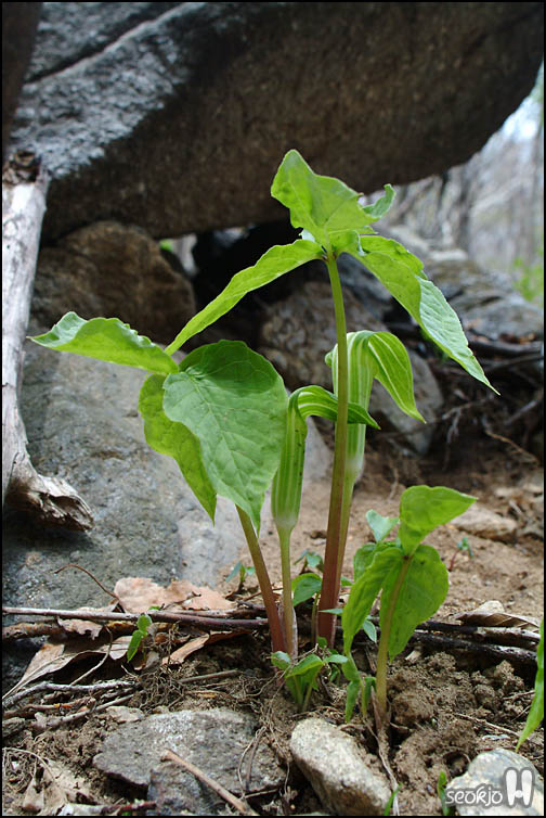 DSCF6437.jpg