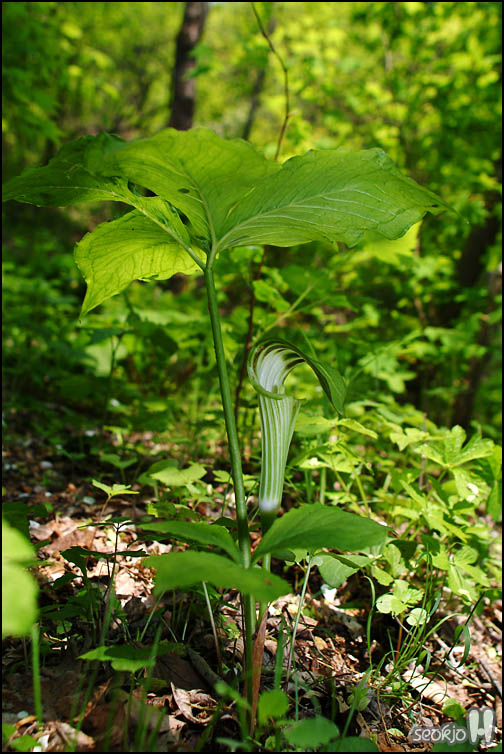 DSCF6546.jpg