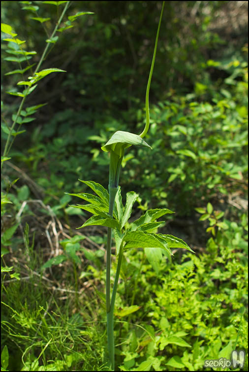 DSCF1559.jpg