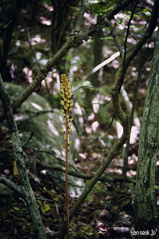 HSJ_5110.jpg
