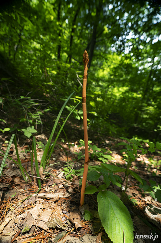 DSC_5246.jpg