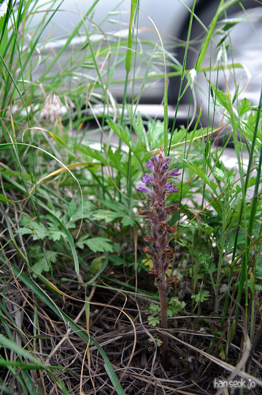 DSC_1980.jpg