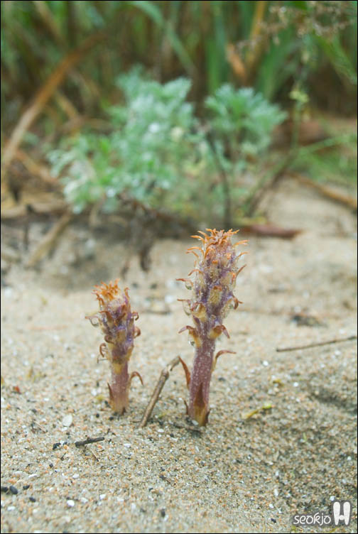 DSCF8864.jpg