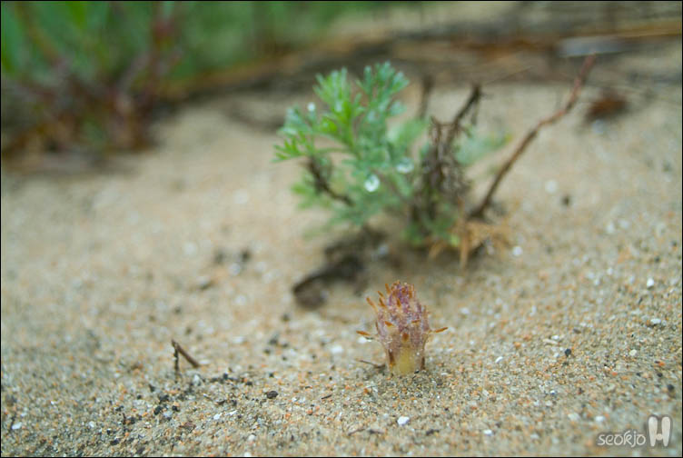 DSCF8867.jpg
