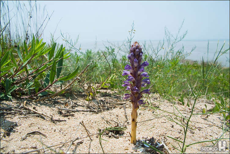 DSCF1608.jpg