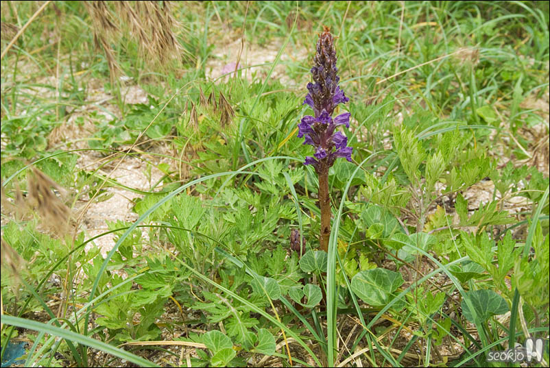 DSCF4085.jpg