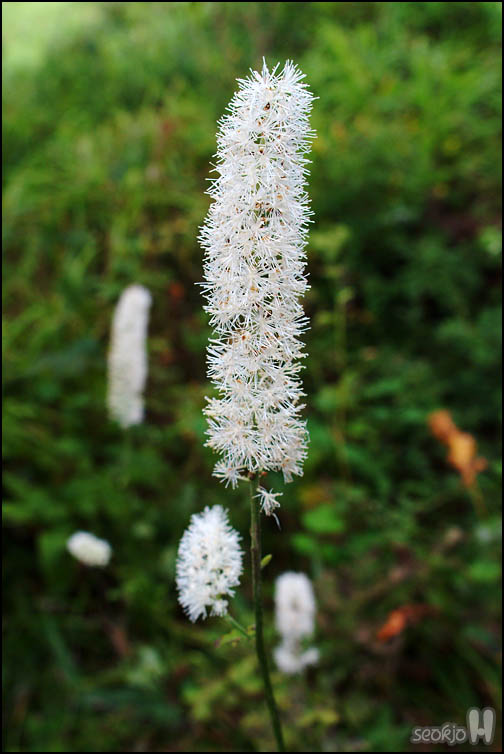 DSCF8991.jpg