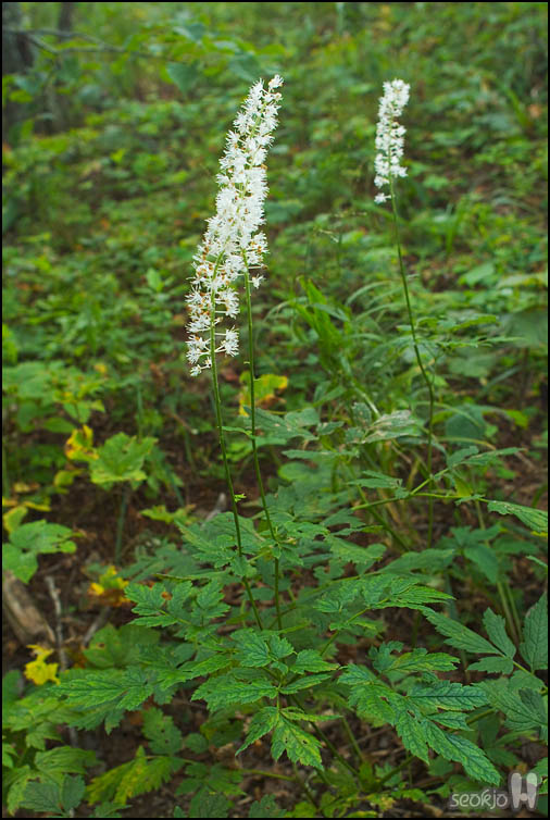 DSCF9025.jpg