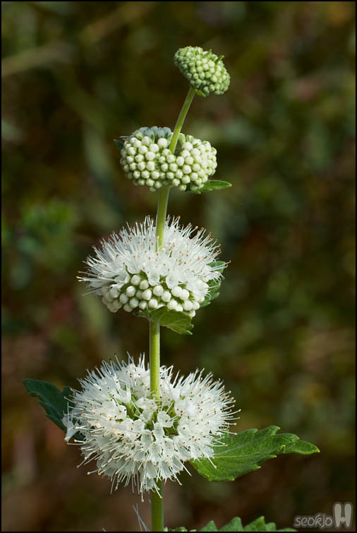 DSCF3635.jpg