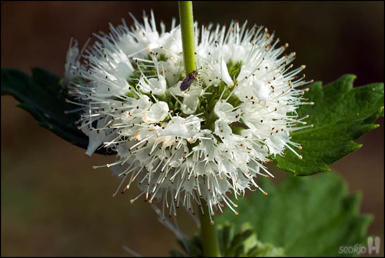 DSCF3633.jpg