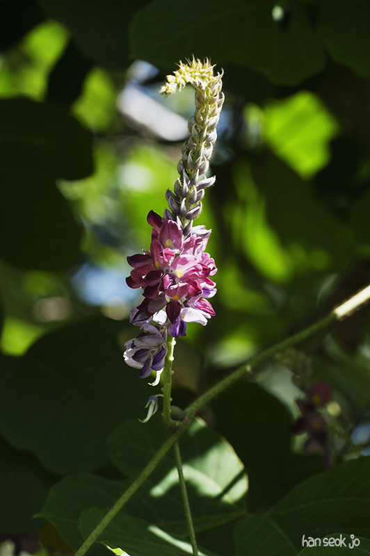 HSJ_5271.jpg