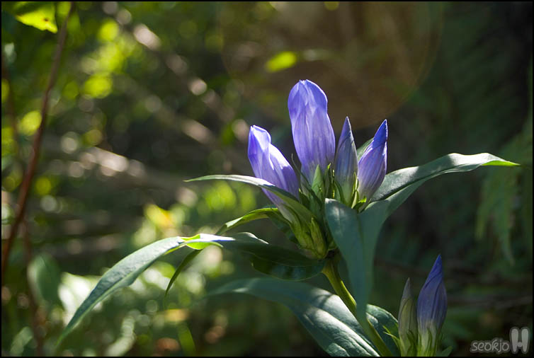 DSCF3351.jpg