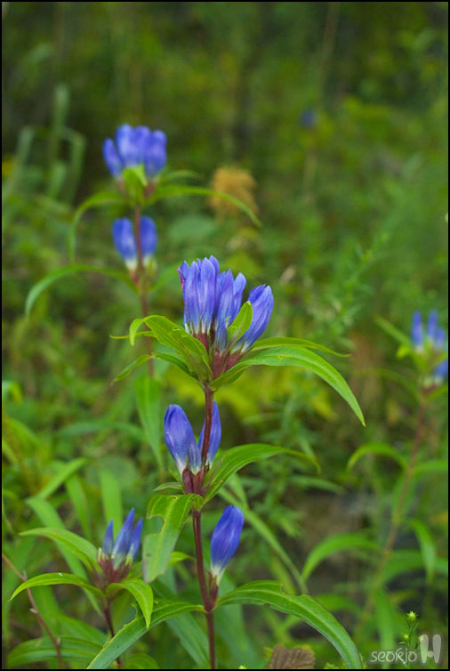 DSCF8943.jpg