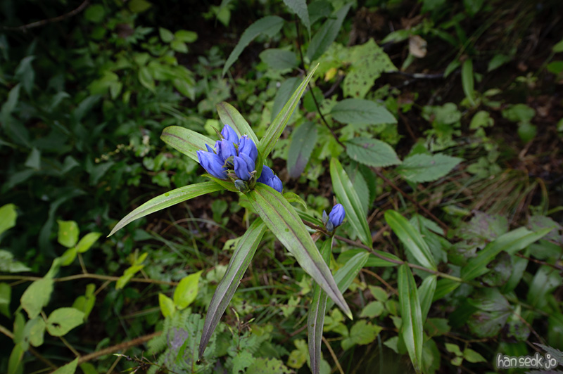 HSJ_0470.jpg