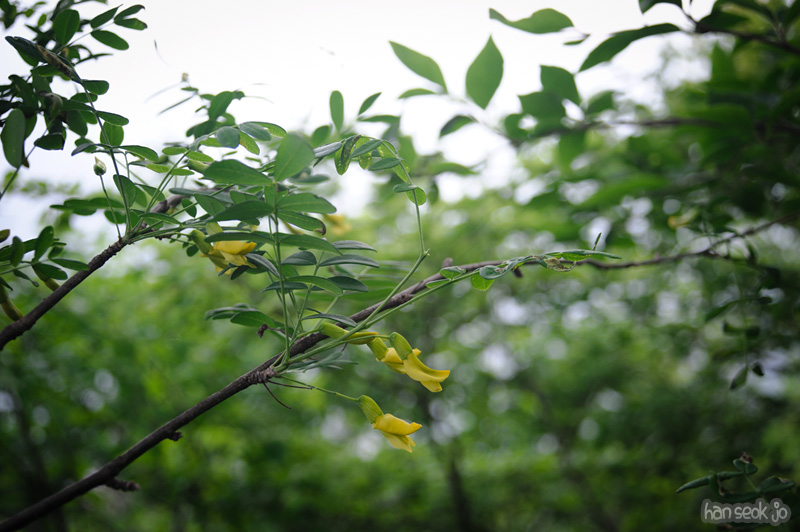 HSJ_3547.jpg