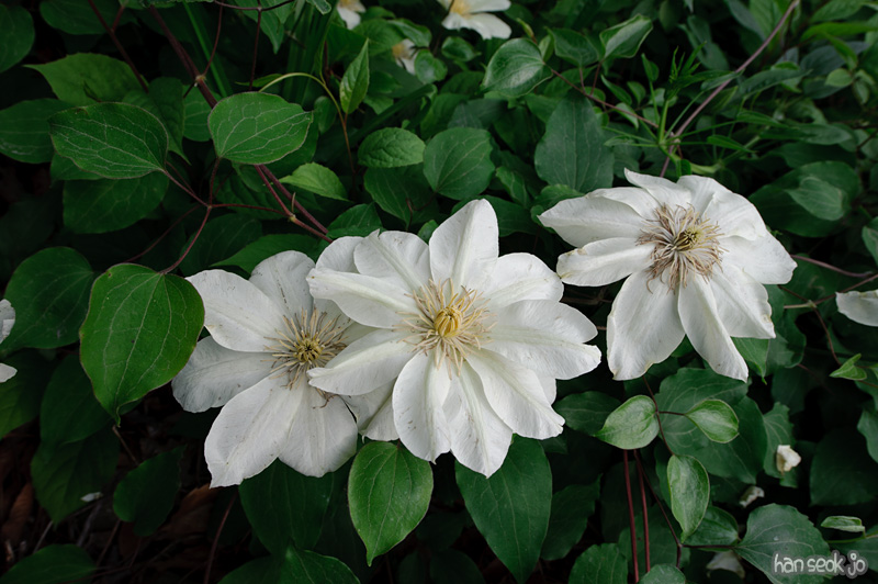 HSJ_8473.jpg