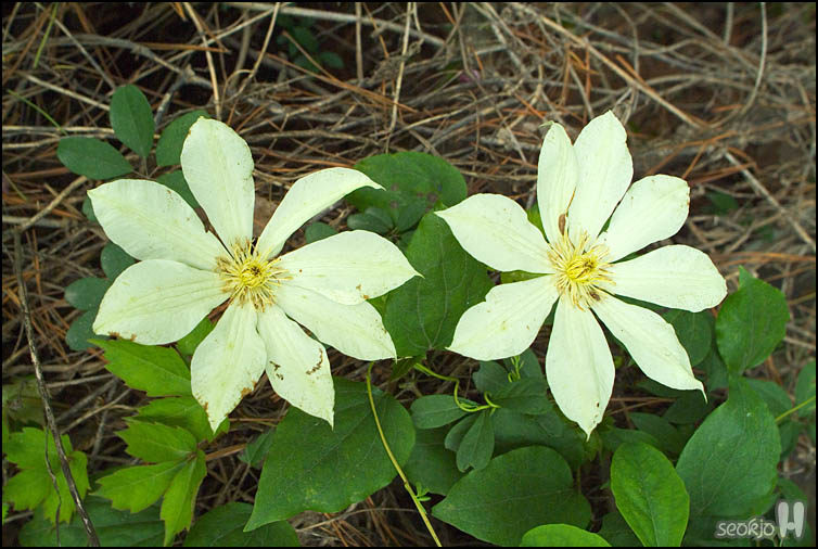 DSCF6787.jpg