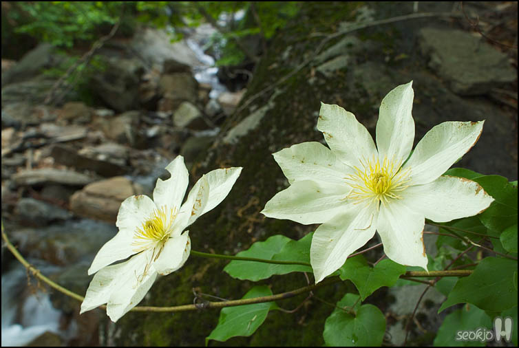 DSCF6794.jpg