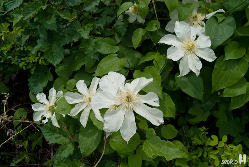 DSCF8325.jpg
