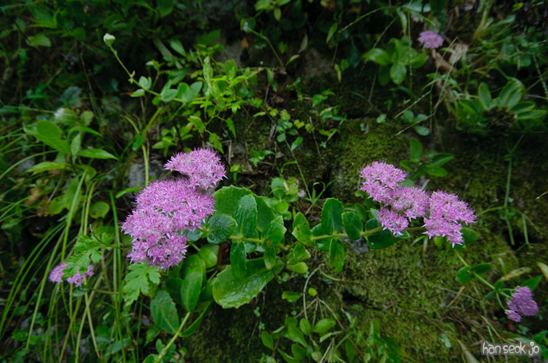 DSC_8387.jpg