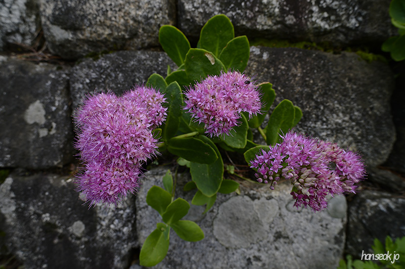 DSC_4482.jpg