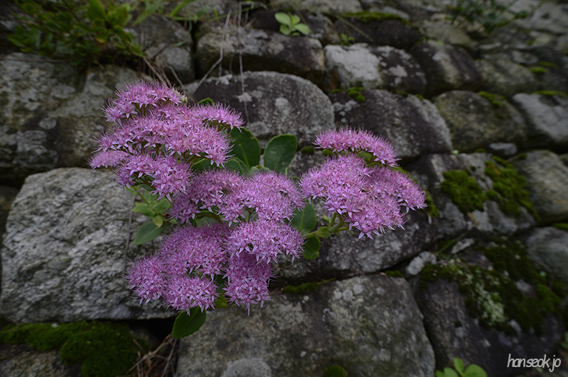 DSC_4488.jpg