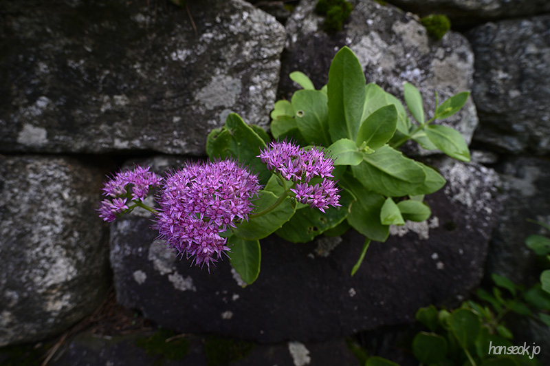 DSC_4483.jpg