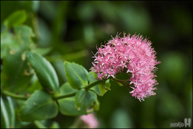 DSCF3955.jpg