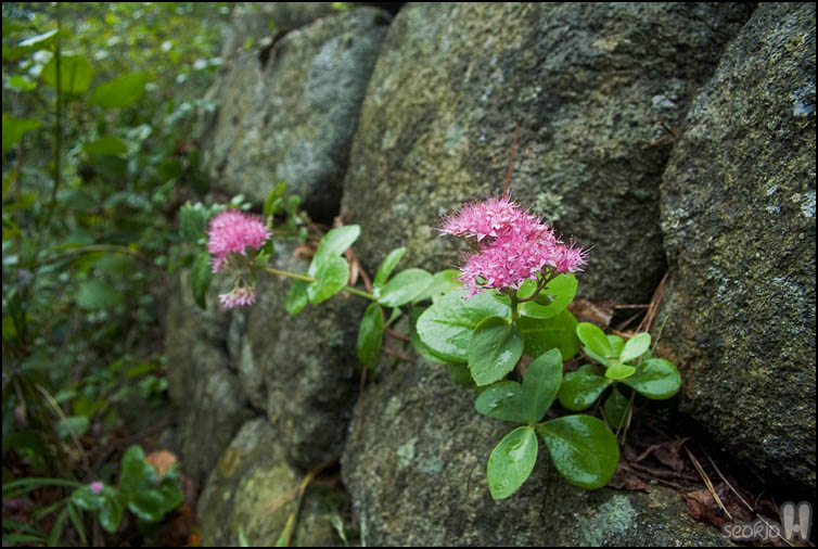 DSCF3960.jpg