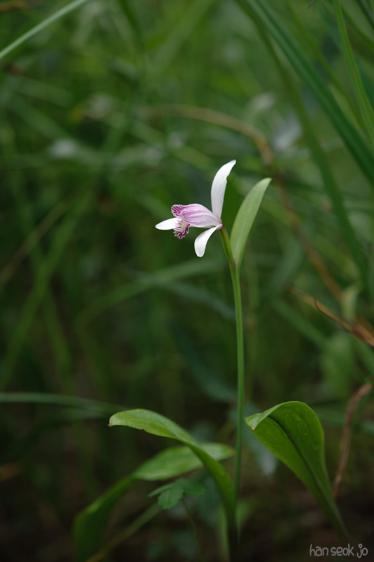 HSJ_9360.jpg