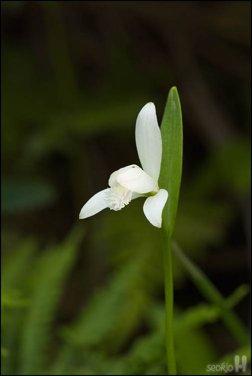 DSCF1761.jpg
