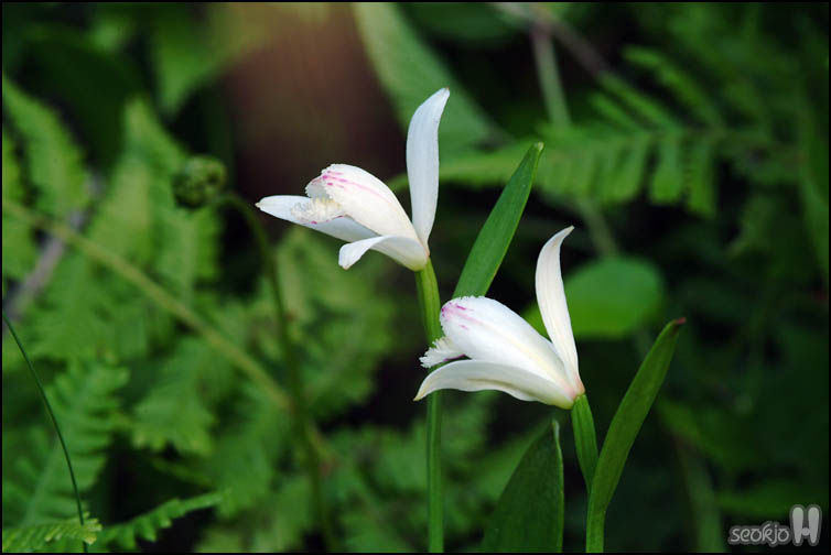 DSCF7216.jpg