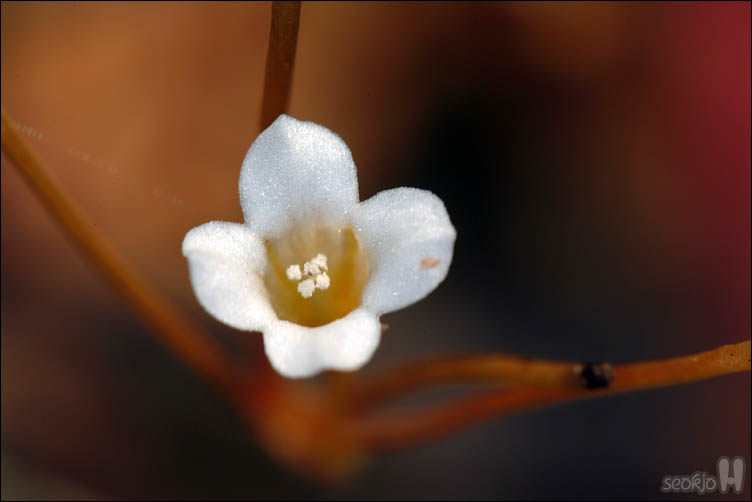 DSCF4937.jpg