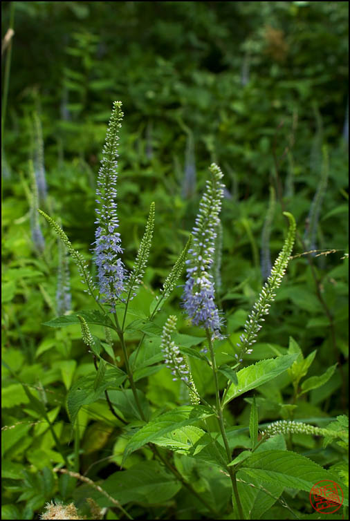 DSCF2655.jpg