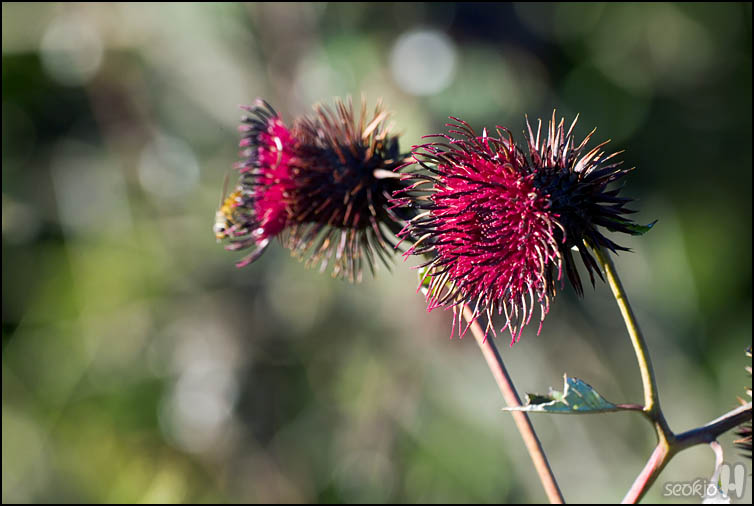 DSCF3848.jpg