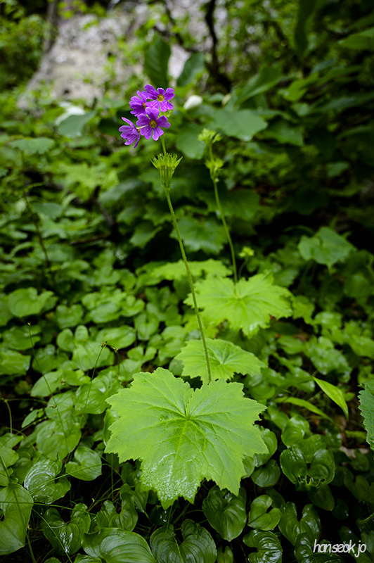 HAN_0478.jpg