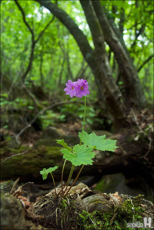 DSCF8678.jpg