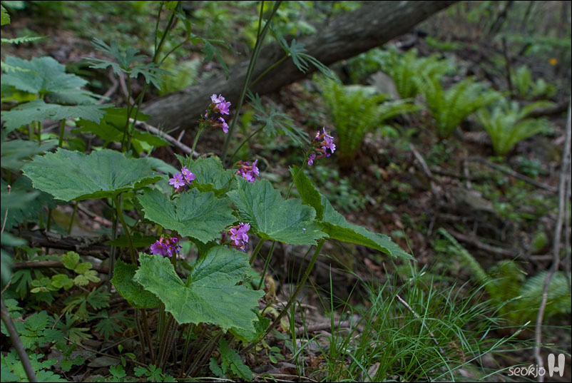 DSCF8348.jpg