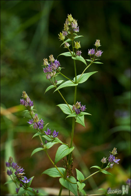 DSCF4105.jpg
