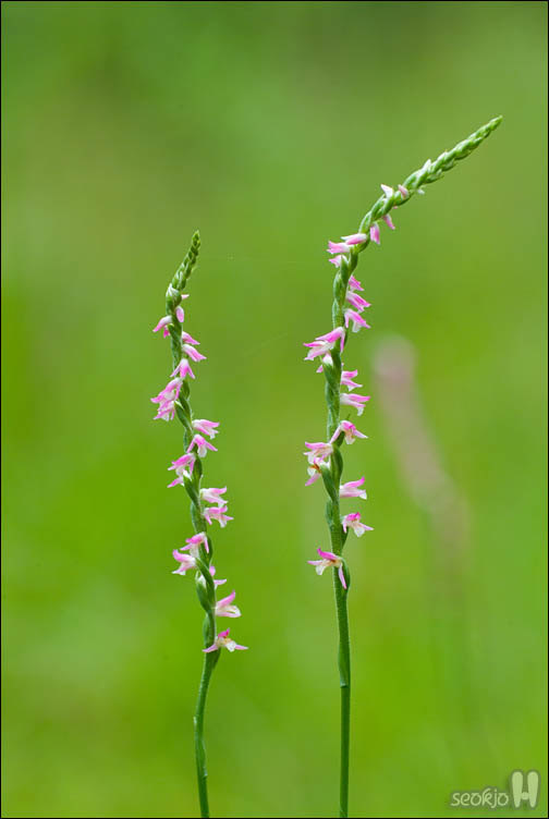 DSCF9785.jpg