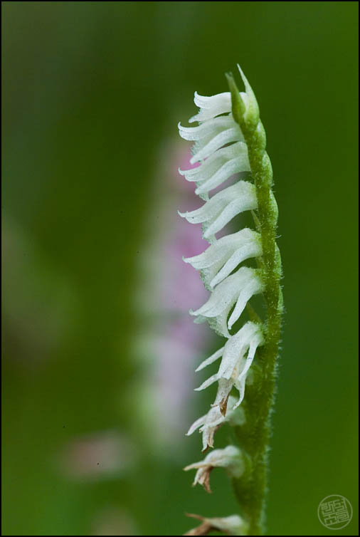 DSCF2419.jpg