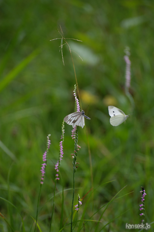 HSJ_9657.jpg