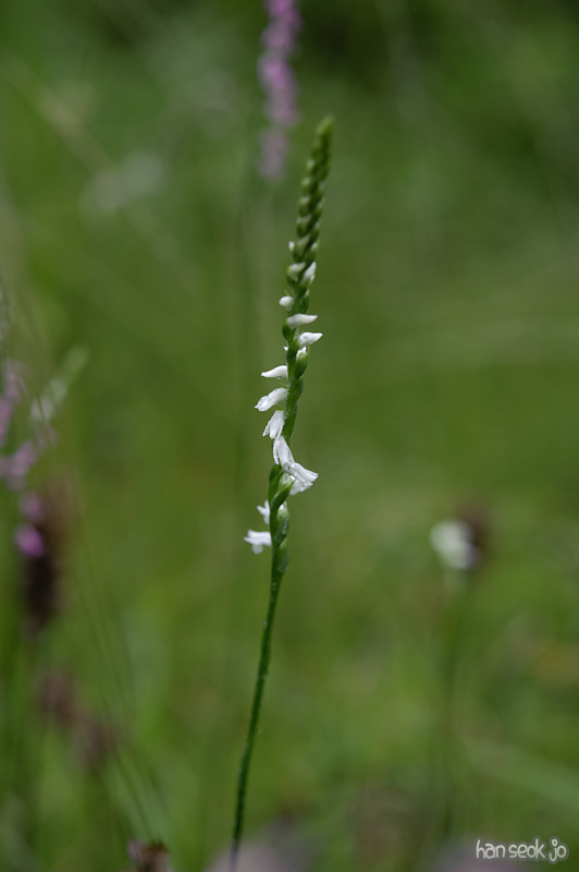 HSJ_9654.jpg